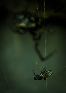 fly meets spider