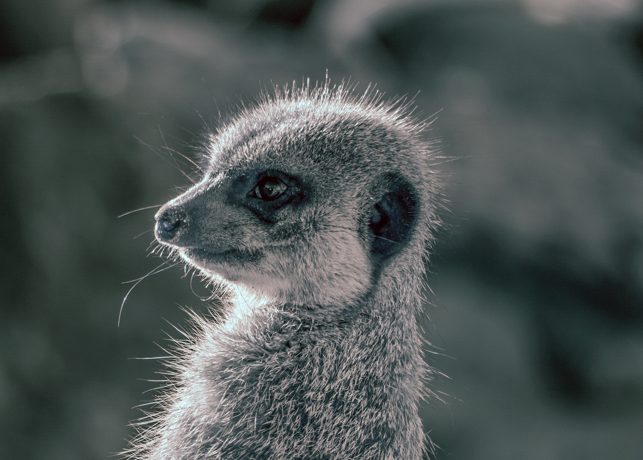Baby Meerkat at Wellington Zoo